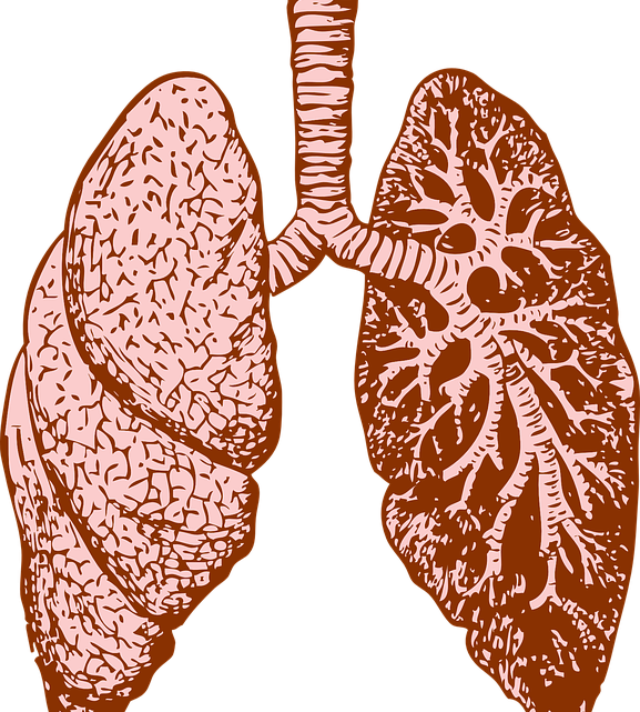 La santé des poumons, pour une respiration saine et assurée