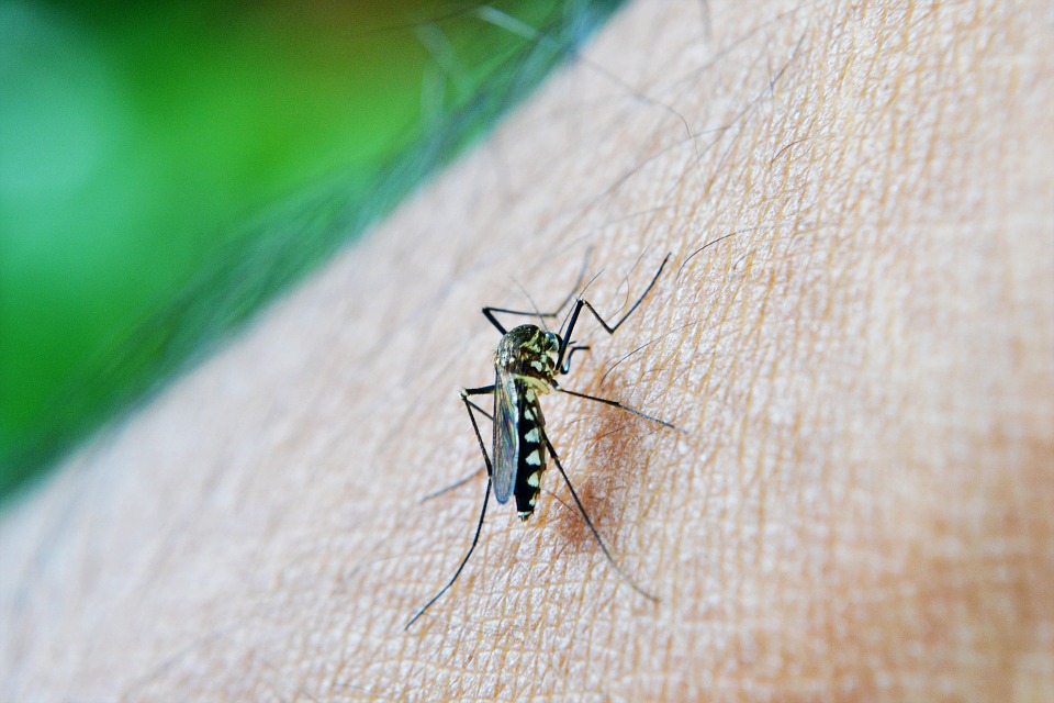 Paludisme: une maladie tropicale très redoutée