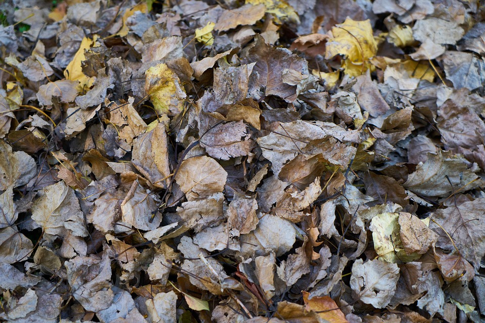 Vous en avez marre des feuilles dans votre jardin, nous avons la solution